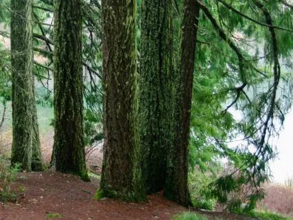 Wind Atorm A Wind-Storm In The Forests By John Muir | Davis Harte