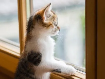 A Window Between Us And Life