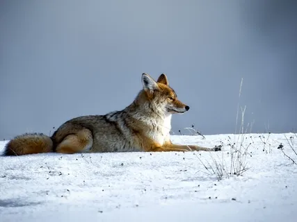 A Winter's Tale - Tribute To Loreena McKennitt