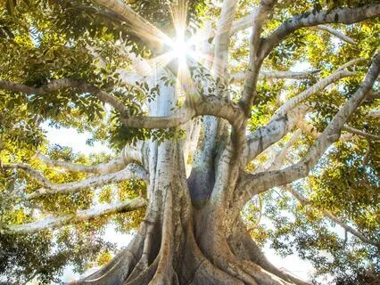 A Woman's Strength: Empowering Self-Compassion Meditation