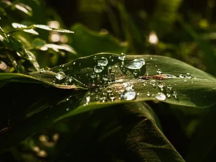 A Wonderful Morning Ritual In Nature