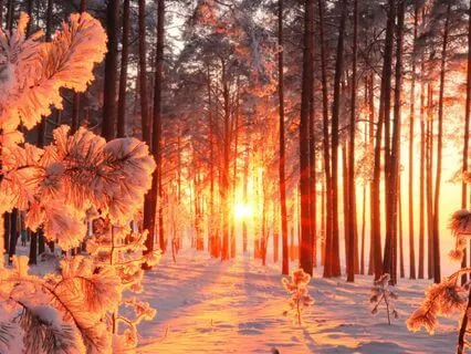 A Woodland Winter Solstice | Yuletide Sleep Story