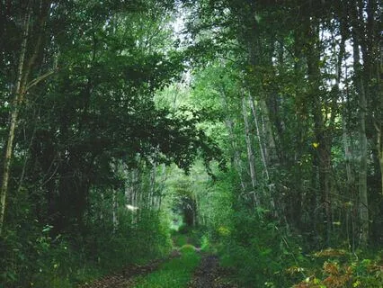 A Yoga Nidra Fairy & Unicorn Adventure For Children