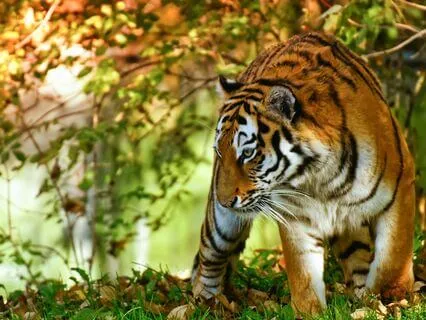 A Yoga Nidra For Letting Go