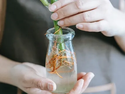 AA  *Emotional Freedom--Step 8 & A Fresh Start Each Day