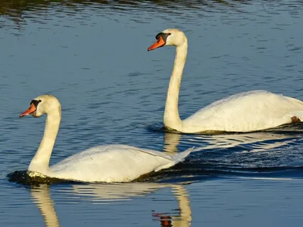 AA  *Motto -"But For The Grace Of God"