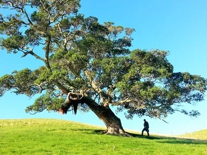 AA  *We Asked For His Protection