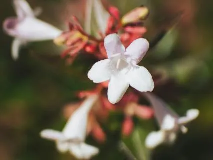 Abelia - Music For Stress Relief & Mental Clarity