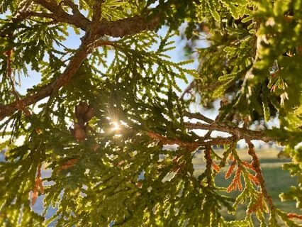 Abiding Light And Warmth