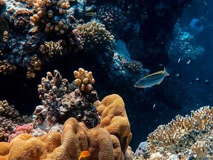 Aboriginal And Maori Mermaid Legends