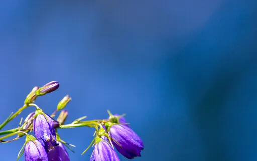 Absence Of Evidence Is Not Evidence Of Absence