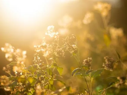 Abundance Activation For Wealth