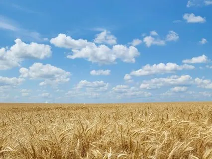 Abundance Activation