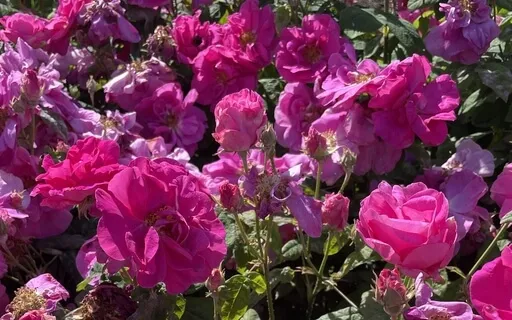 Abundance Affirmation Meditation And Visualization