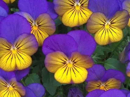 Abundance Affirmation Meditation With Binaural Beats