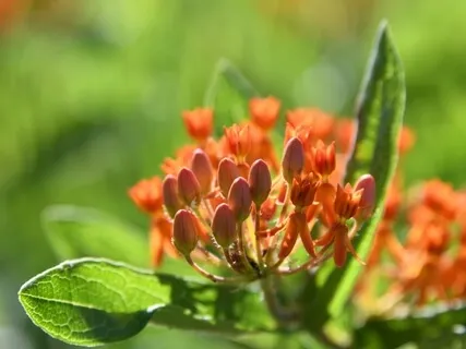 Abundance Affirmations