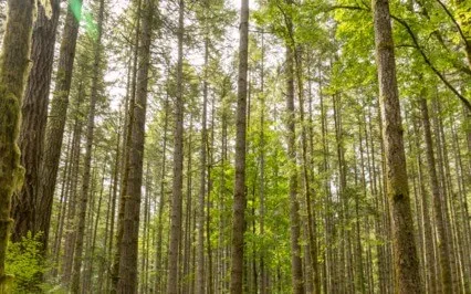 Abundance Affirmations For Spiritual Entrepreneurs