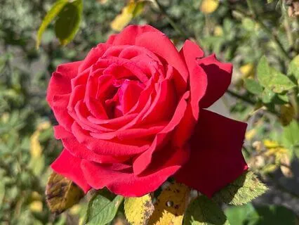 Abundance Affirmations To Manifest Wealth & Prosperity