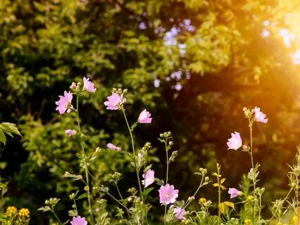 Abundance Affirmations