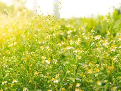 Abundance And Opportunities | Morning Meditation