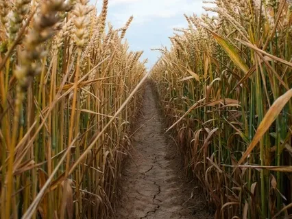 Abundance & Prosperity