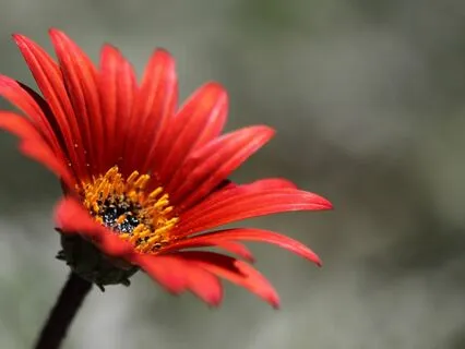 Abundance Declarations