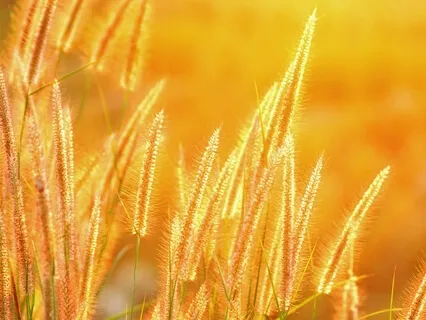 Abundance Is Your Birthright