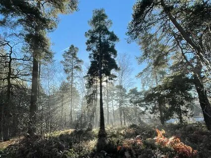 Abundance Is Your Birthright