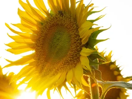 Abundance Meditation