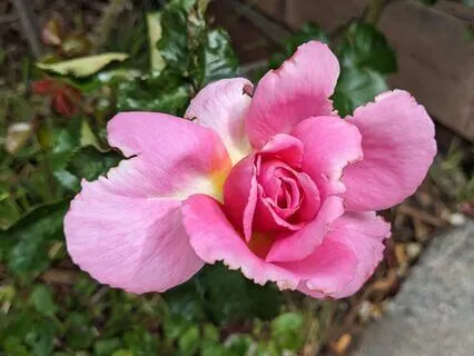 Abundance | Mindful Motivation