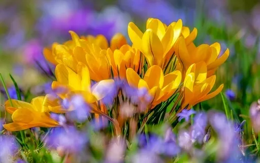 Abundance Music - Whispering Winds