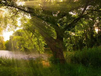 Abundance of Peace: Stress Reduction Sounds