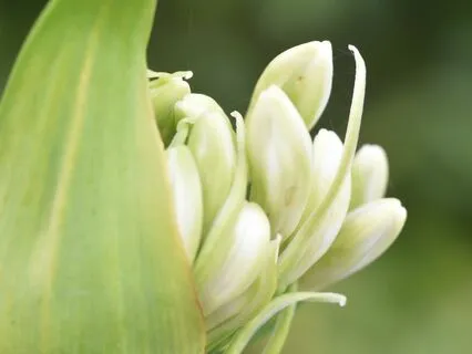 Abundance Series - 5 - Seeds Of Abundance