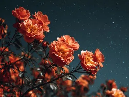 Manifest Abundance While You Sleep, Wealth, Love & Joy