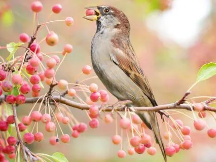 Light Language Abundance Sleep Meditation - Long
