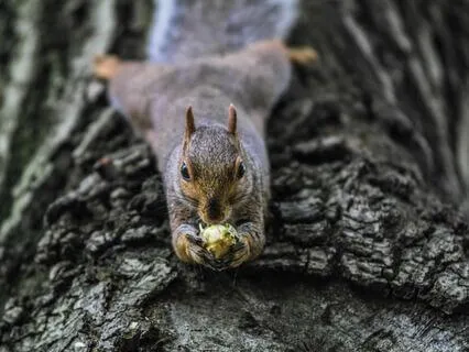 Light Language Abundance Sleep Meditation