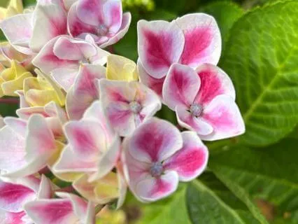 Abundance Through Trust: Letting Go Of How