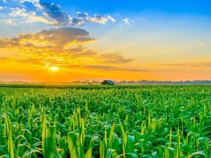 Abundance Vibes 396, 432, 528, 888 Hz Tuning Forks (Delta)