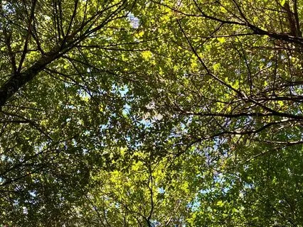 Abundance Visualisation