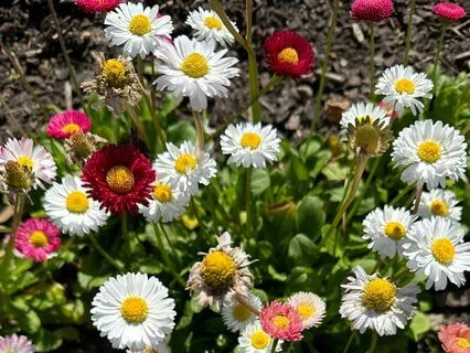 Abundance Visualisation