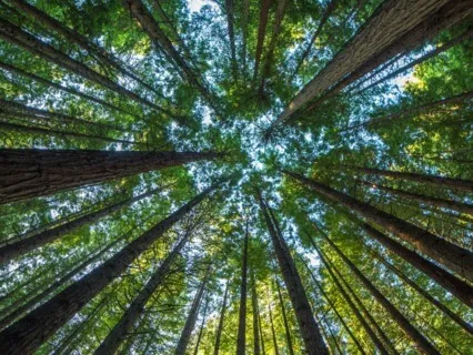 Abundance With Angel Tsadkiel