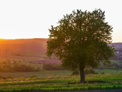 Abundant Calm: Relax And Renew