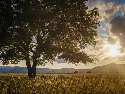 Abundant Peace: Stress Relief