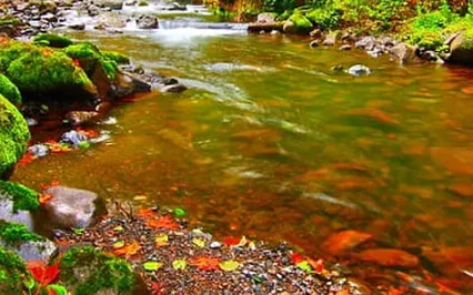 Acalma a Tua Mente - Folhas no Riacho