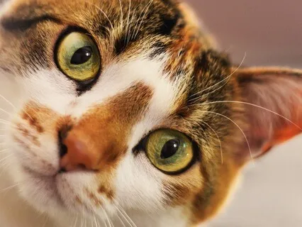 Acalmar Gatos (Calm Cats)