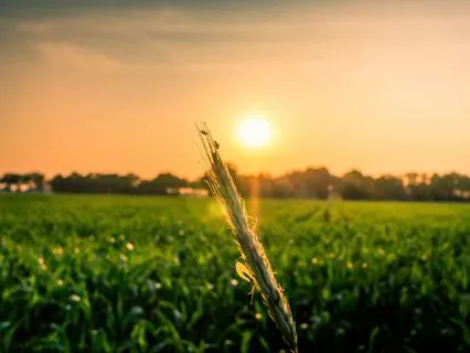 Accelerated Abundance