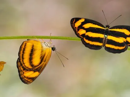 Accept the Damned Compliment!