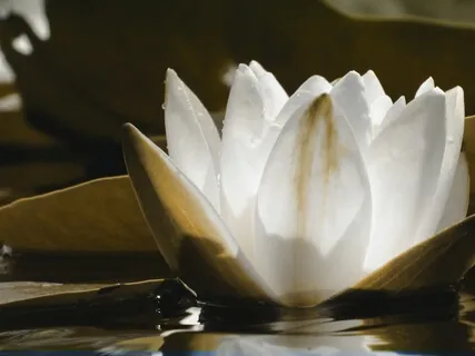 Finding Acceptance And Genuineness