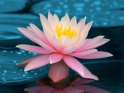 Acceptance, Appreciation & Love Meditation