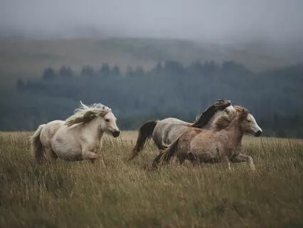 Acceptance, Letting Go & Surrendering: A Daily Practice